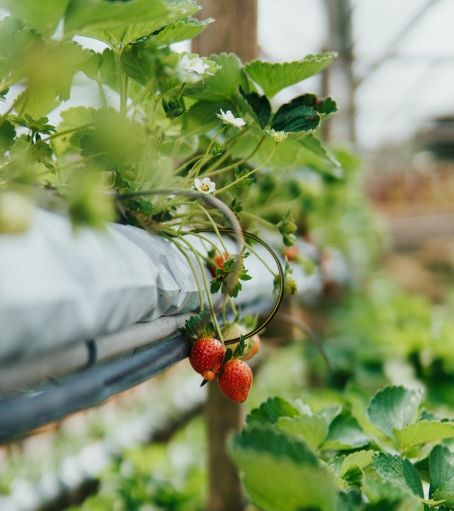 Aquaponic Plants